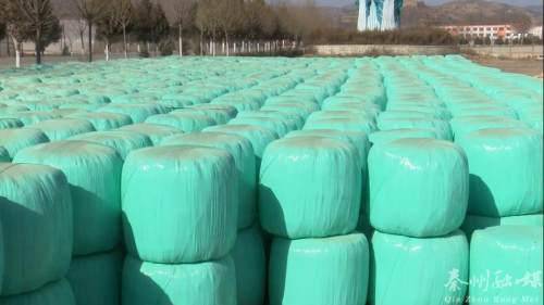 秦州多措并舉保障畜牧養(yǎng)殖場(chǎng)安全越冬 備足飼料、加固圈舍、穩(wěn)供銷售